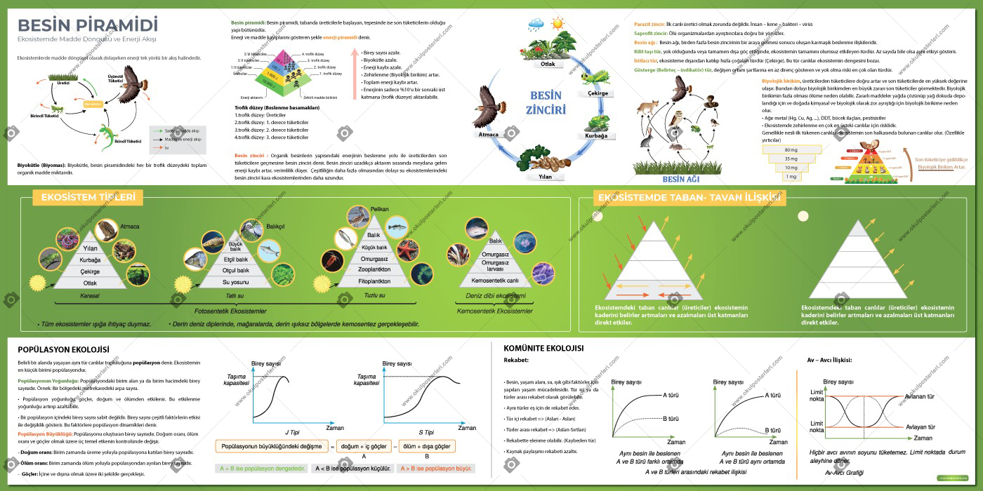 Besin Piramidi Biyoloji Posteri