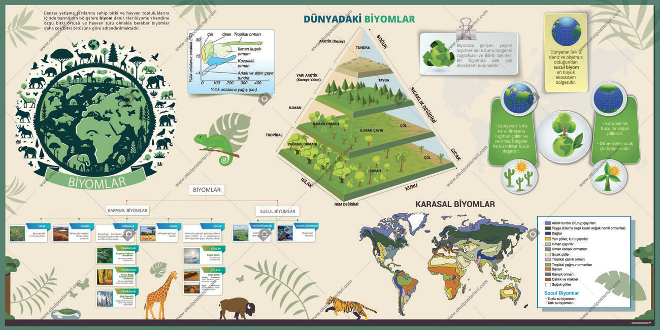 Biyomlar Biyoloji Posteri