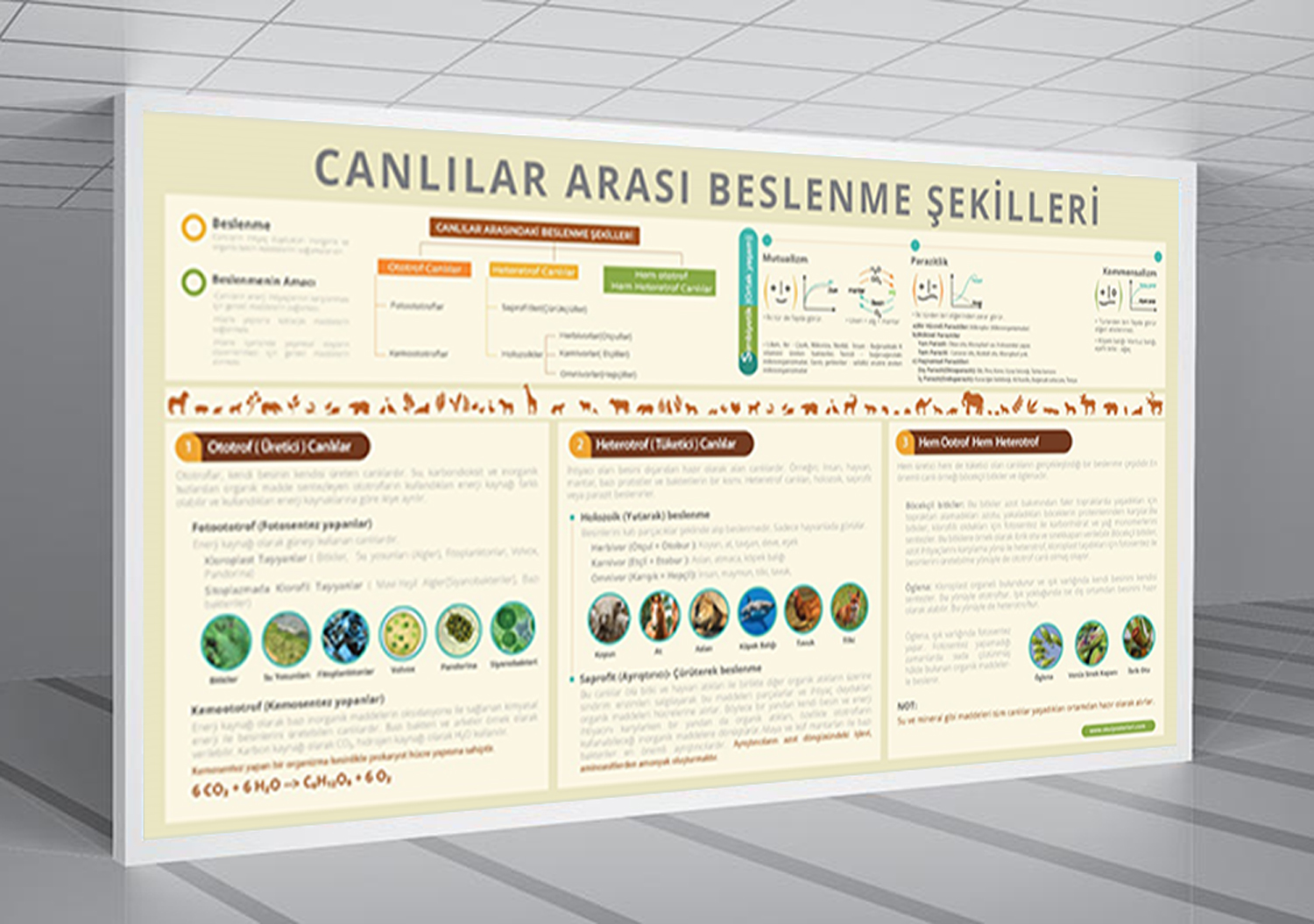 Canlılar Arası Beslenme Şekilleri Biyoloji Posteri