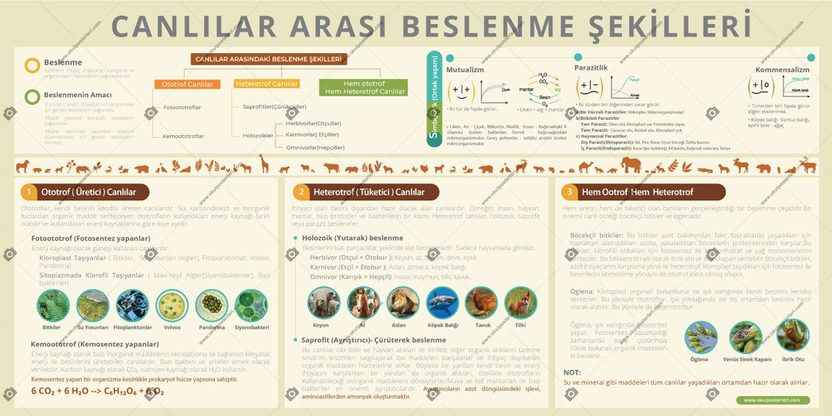 Canlılar Arası Beslenme Şekilleri Biyoloji Posteri