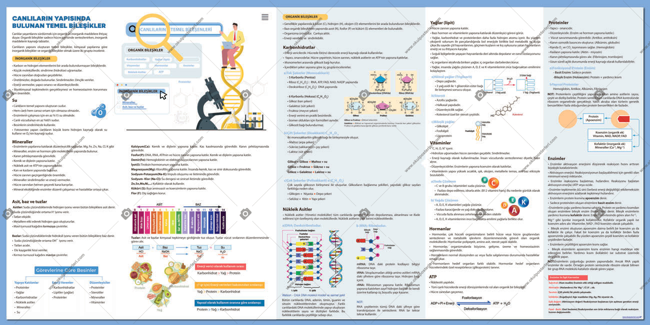 Canlıların Yapısında Bulunan Temel Bileşikler Okul Posteri
